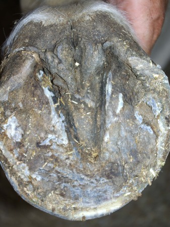 Face solaire pied avant parage